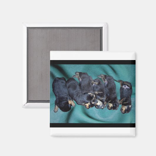 Schlafkopfwelpen Magnet (Vorderseite/Rückseite)