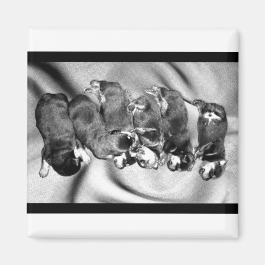 Schlafkopfwelpen Magnet (Vorne)