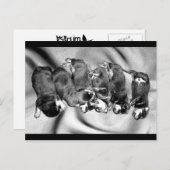 Schlafkopfwelpen Postkarte (Vorne/Hinten)