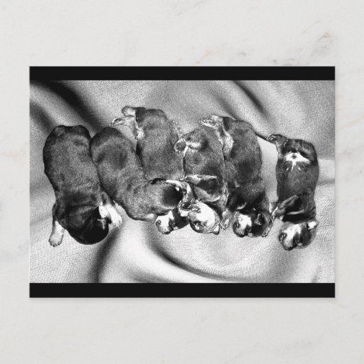 Schlafkopfwelpen Postkarte (Vorderseite)