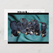 Schlafkopfwelpen Postkarte (Vorne/Hinten)