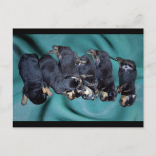 Schlafkopfwelpen Postkarte