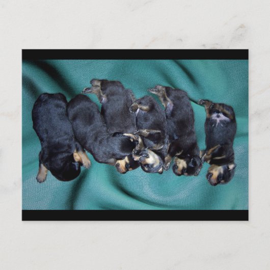 Schlafkopfwelpen Postkarte (Vorderseite)