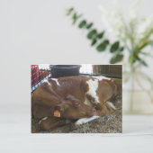 Schlafkühe Postkarte (Stehend Vorderseite)