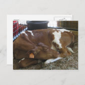 Schlafkühe Postkarte (Vorne/Hinten)