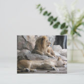 Schlaflionen Fotografie Postkarte (Stehend Vorderseite)