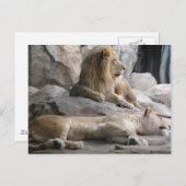 Schlaflionen Fotografie Postkarte (Vorne/Hinten)