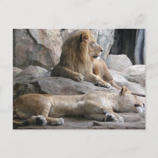 Schlaflionen Fotografie Postkarte (Vorderseite)