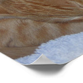 Schlaflose, entspannte Kätzchen Poster (Ecke)