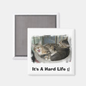 Schlaflose Katzen Magnet (Vorderseite/Rückseite)