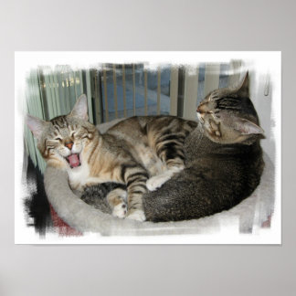 Schlaflose Katzen Poster