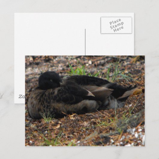 Schlafmallard Duck Postkarte (Vorne/Hinten)