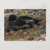 Schlafmallard Duck Postkarte (Vorderseite)