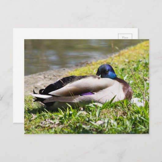 Schlafmallard Postkarte (Vorne/Hinten)