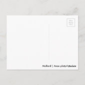 Schlafmallard Postkarte (Rückseite)