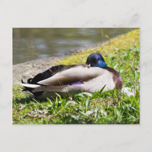 Schlafmallard Postkarte