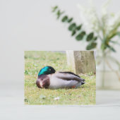 Schlafmallard Postkarte (Stehend Vorderseite)