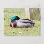 Schlafmallard Postkarte (Vorderseite)