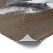 Schlafmammutkatzenposter Poster (Ecke)