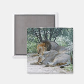 Schlafmännlicher Löwe und Löwen, Panthera leo, Magnet (Vorderseite/Rückseite)