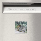 Schlafmännlicher Löwe und Löwen, Panthera leo, Magnet (In Situ (Geschirrspüler))