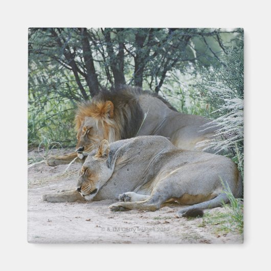 Schlafmännlicher Löwe und Löwen, Panthera leo, Magnet (Vorne)
