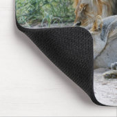 Schlafmännlicher Löwe und Löwen, Panthera leo, Mousepad (Ecke)