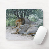 Schlafmännlicher Löwe und Löwen, Panthera leo, Mousepad (Mit Mouse)