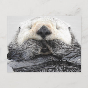 Schlafmeer Otter Postkarte