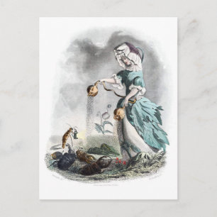 Schlafmohn Postkarte