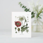 Schlafmohn Postkarte (Stehend Vorderseite)