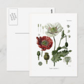 Schlafmohn Postkarte (Vorne/Hinten)