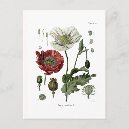 Schlafmohn Postkarte (Vorderseite)