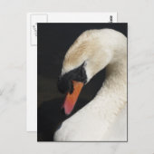 Schlafmute Swan Postkarte (Vorne/Hinten)