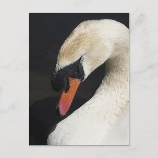Schlafmute Swan Postkarte (Vorderseite)