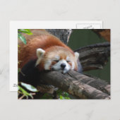 Schlafpanda Bären Postkarte (Vorne/Hinten)