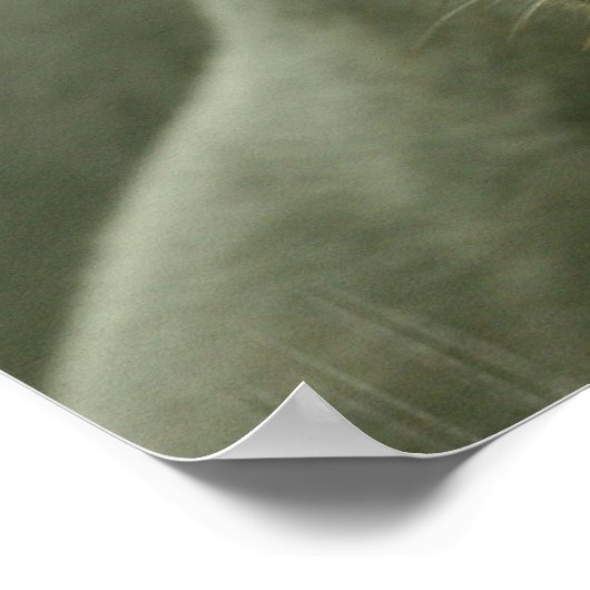 Schlafpanther Poster (Ecke)