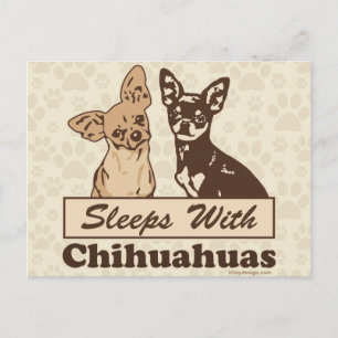 Schlafplätze mit Chihuahuas Postkarte