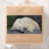 Schlafpolarbär (Insitu)