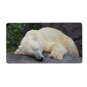 Schlafpolarbär (Vorne)