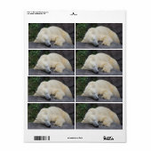 Schlafpolarbär (Vorne)