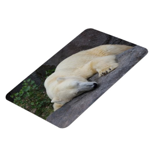 Schlafpolarbär Magnet (Linke Seite)