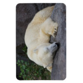Schlafpolarbär Magnet (Vertikal)