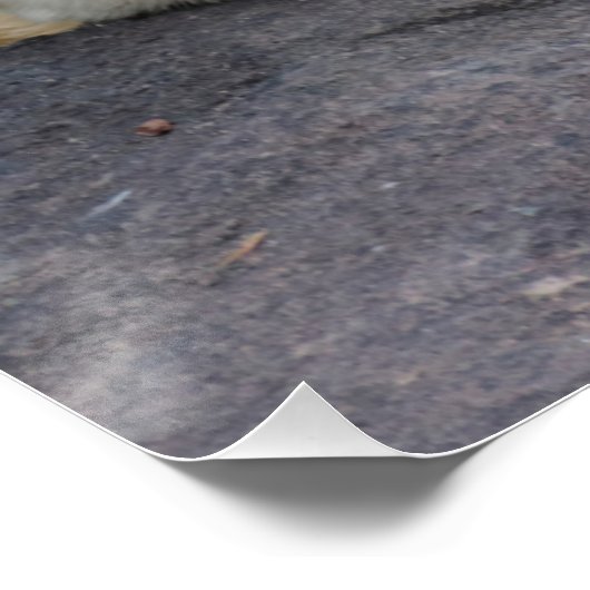 Schlafpolarbär Poster (Ecke)