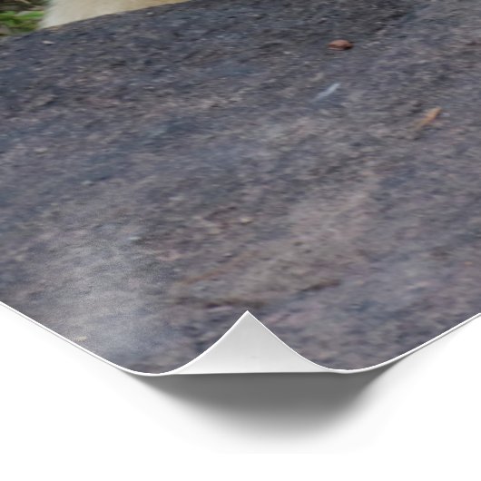 Schlafpolarbär Poster (Ecke)