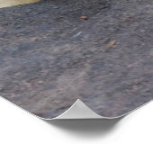 Schlafpolarbär Poster (Ecke)