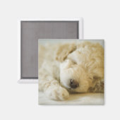 Schlafpoodle Welpe 2 Magnet (Vorderseite/Rückseite)