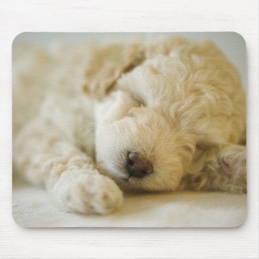 Schlafpoodle Welpe 2 Mousepad (Vorne)