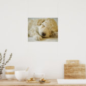 Schlafpoodle Welpe 2 Poster (Küche)