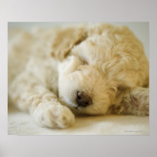 Schlafpoodle Welpe 2 Poster